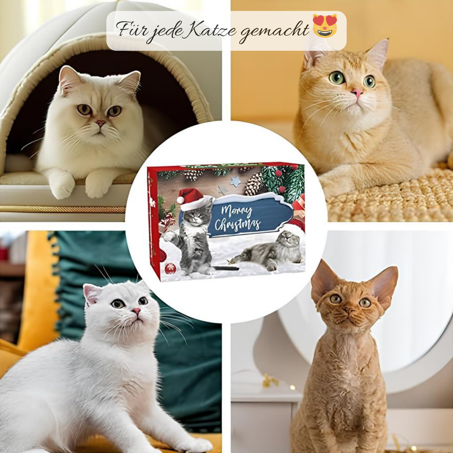 Premium Adventskalender für Katzen