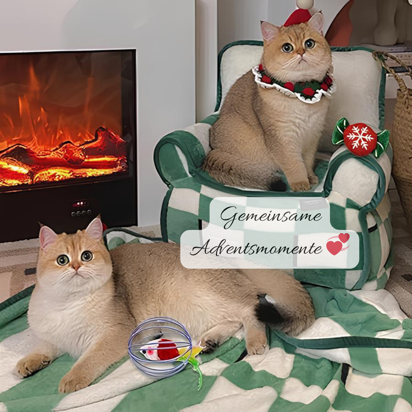 Premium Adventskalender für Katzen